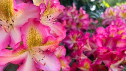 Rhododendron