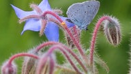 Schmetterling