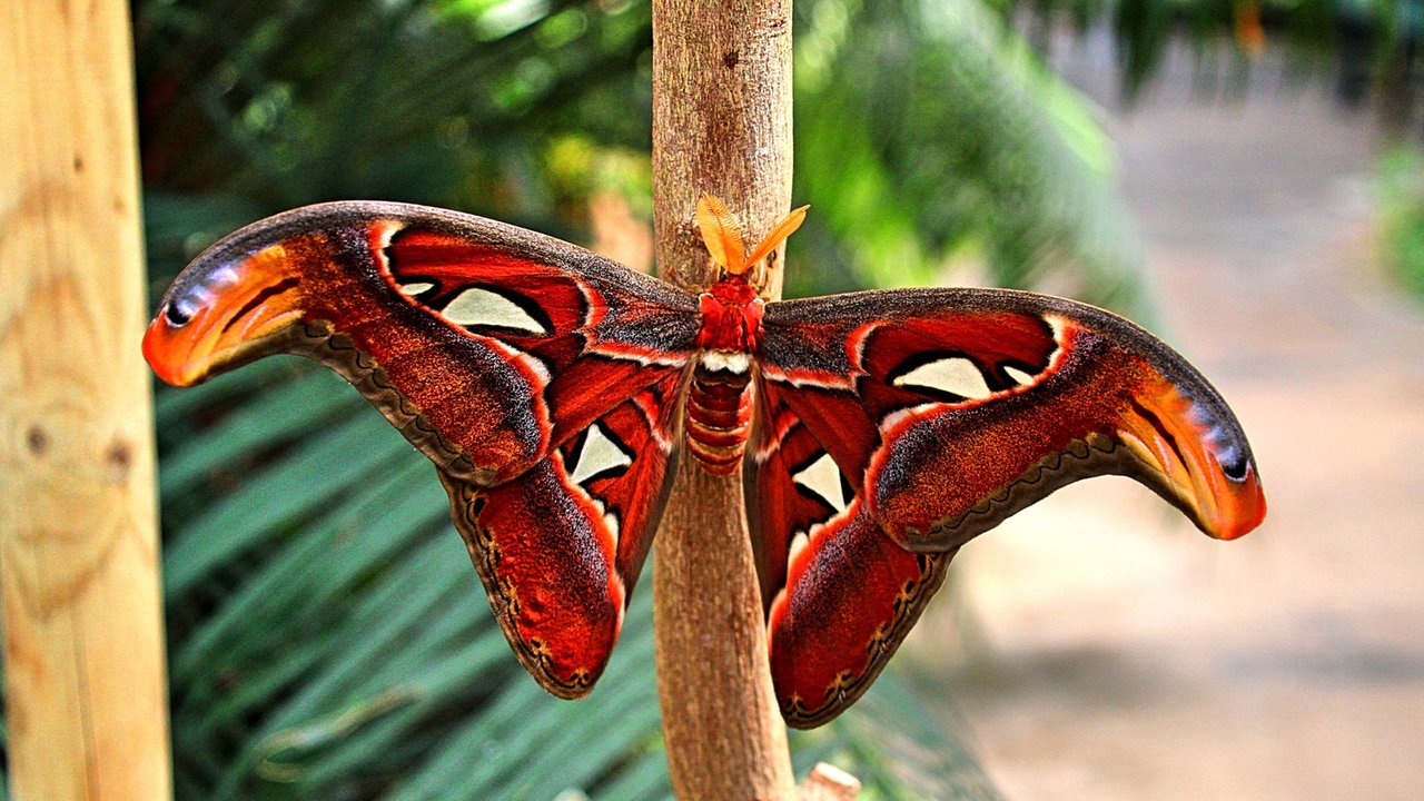 Schmetterling