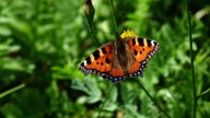 Schmetterling