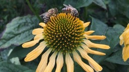 Zwei Bienen auf der Blüte eines gelben Sonnenhuts.