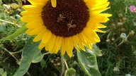 Sonnenblume 