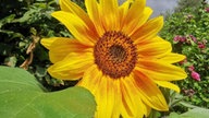 Sonnenblume 