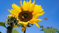 Sonnenblume 