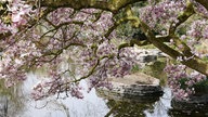 Magnolienbaum in einem Park