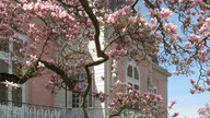 Magnolienbaum am Benrather Schloss