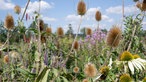 Wiese voller Wildblumen.