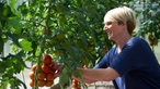 Anne Lee-Bolhöfer erntet Tomaten.