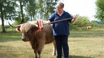 Astrid Gerdes bürstet ein Hochlandrind.