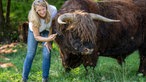 Christine Baumann kämmt das Fell von einem Hochlandrind.