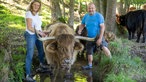 Christine Baumann und ihr Mann Axel mit einem Hochlandrind.