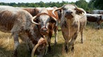 Longhorn-Rinder auf der Weide.