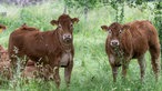 Limousin-Rinder auf der Weide.