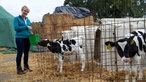 Veronika füttert die Kälber mit Milch.