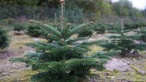 Kleiner Tannenbaum.