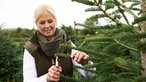 Katharina Püning schneidet einen baum in Form. 