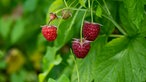 Himbeeren