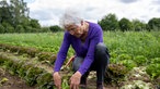 Katja Leendertz erntet Salat. 