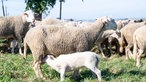 Lamm trink bei dem Mutterier auf der Weide.