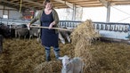 Anja Wolff streut frisches Stroh im Schafstall.