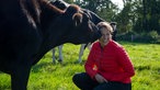 Wagyu Rind gibt Küsschen