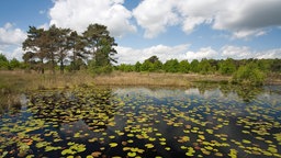 Moorsee Rolvennen mit Seerosenblättern im Nationalpark De Meinweg