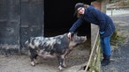 Sabine Klemme streichet ein Schwein. 