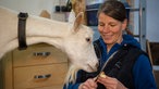 Sonja Girndt füttert Ziege mit Apfel