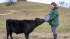 Theresa Tischner füttert eine Kuh auf der Weide. 