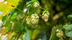 Hopfen am Zweig