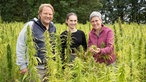 Björn Freitag mit Jenny Schneider und ihrer Tochter im Hanf-Feld. 