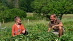 Kristina Schlake und Frank Buchholz beim Erdbeeren pflücken.