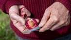 Mann hält einen aufgeschnitteten Roten Weinbergpfirsich in der Hand.