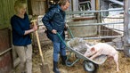 Björn Freitag hilft Caroline Fournier im Schweinestall.