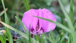 hier ist das wilde Alpenveilchen schön zu sehen.