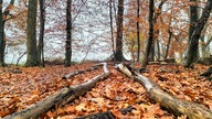 In leuchtendem Orange zeigt sich der herbstliche Wald.