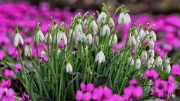 Grün-weiße Schneeglöckchen blühen umringt von grün-pinken Freiland-Veilchen.