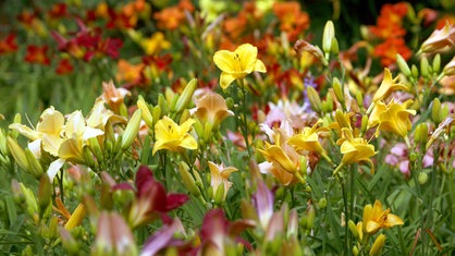 Ein bunter Tagliliengarten