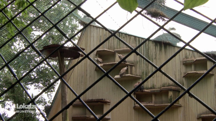 Geier in einer Zoo-Voliere