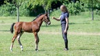 Maria Schulte Spechtel mit einem Fohlen auf der Weide. 