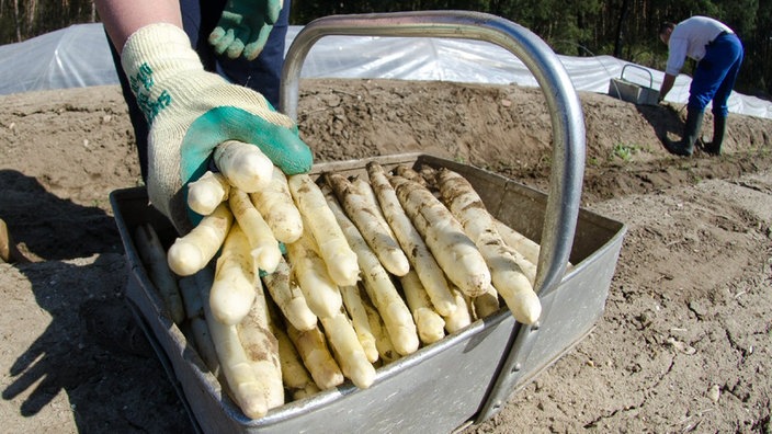 Spargelernte, ein Korb mit Spargel