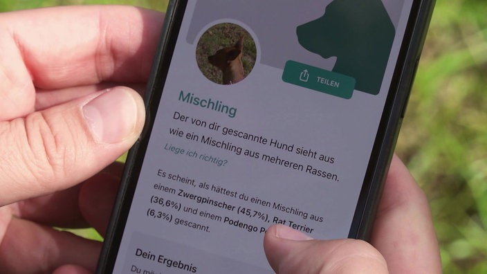 Smartphone mit Hunde-Erkennungs-App