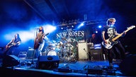 The New Roses