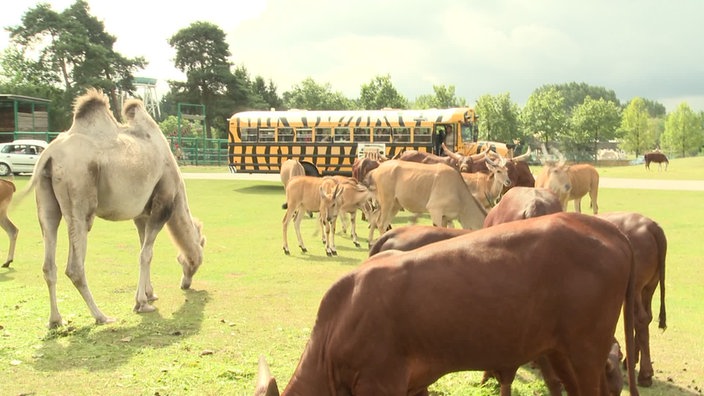 Unterwegs im Safari Park