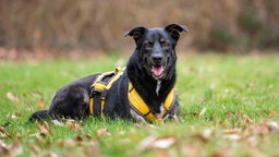 Ein Hund mit trikolorfarbenem Fell liegt auf einer Wiese 