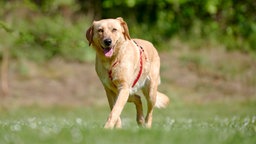 Goldbrauner Hund mit rotem Geschirr läuft hechelnd über eine Wiese