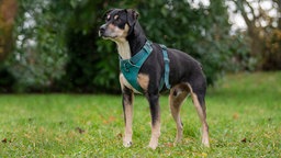 Ein dreifarbiger Hund mit einem blauen Geschirr steht seitlich auf einer Wiese