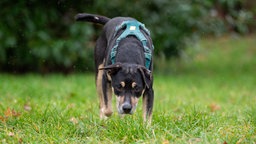 Ein dreifarbiger Hund mit blauem Geschirr läuft über eine Wiese