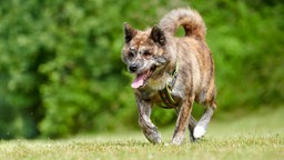 Hund mit dunkel gestromtem Fell läuft hechelnd über eine Wiese 