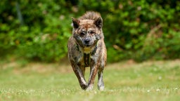 Hund mit dunkel gestromtem Fell läuft über eine Wiese und schaut in die Kamera 